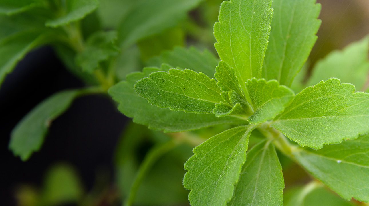 stevia leaf