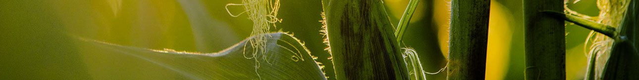 corn in a field