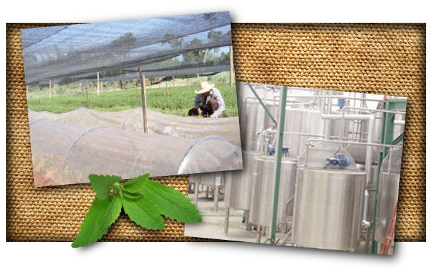 stevia production