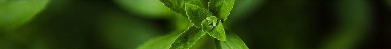 stevia plant