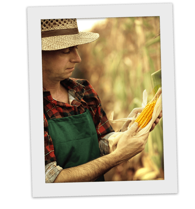 man with corn in a field