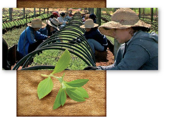 stevia farmers