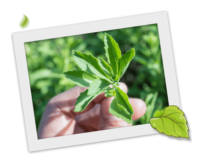 stevia plant