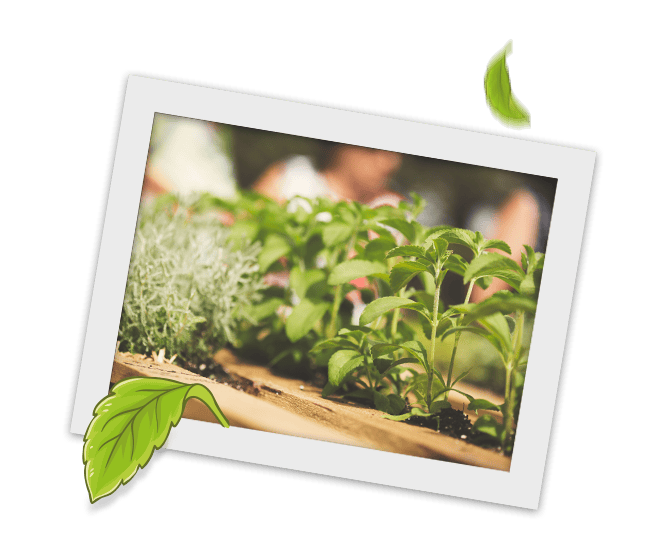 stevia plants