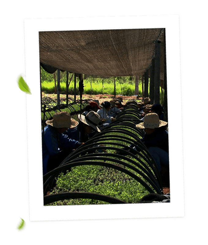 stevia plants with farmers