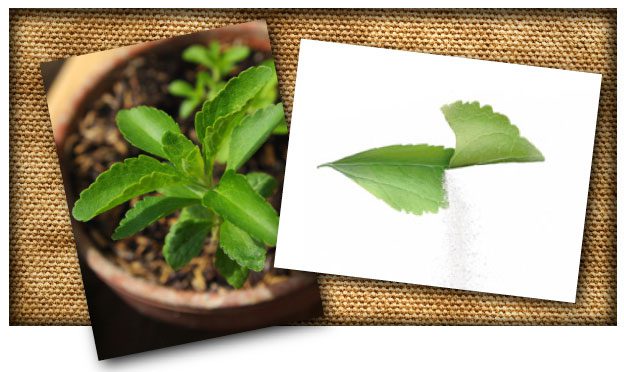 stevia plant